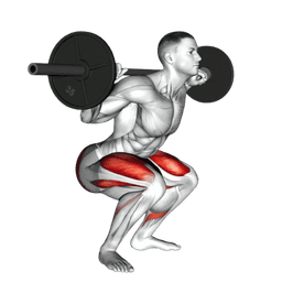 Squat muscles - quadriceps, glutes, hamstrings